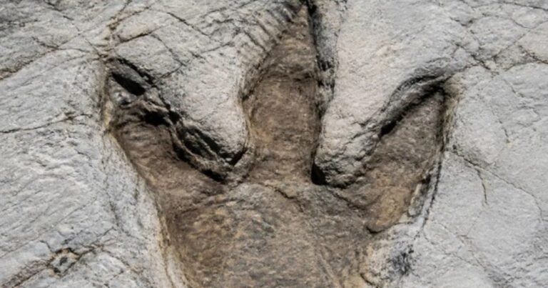 Descubrieron las primeras huellas de una caminata de un Tyrannosaurus Rex adulto