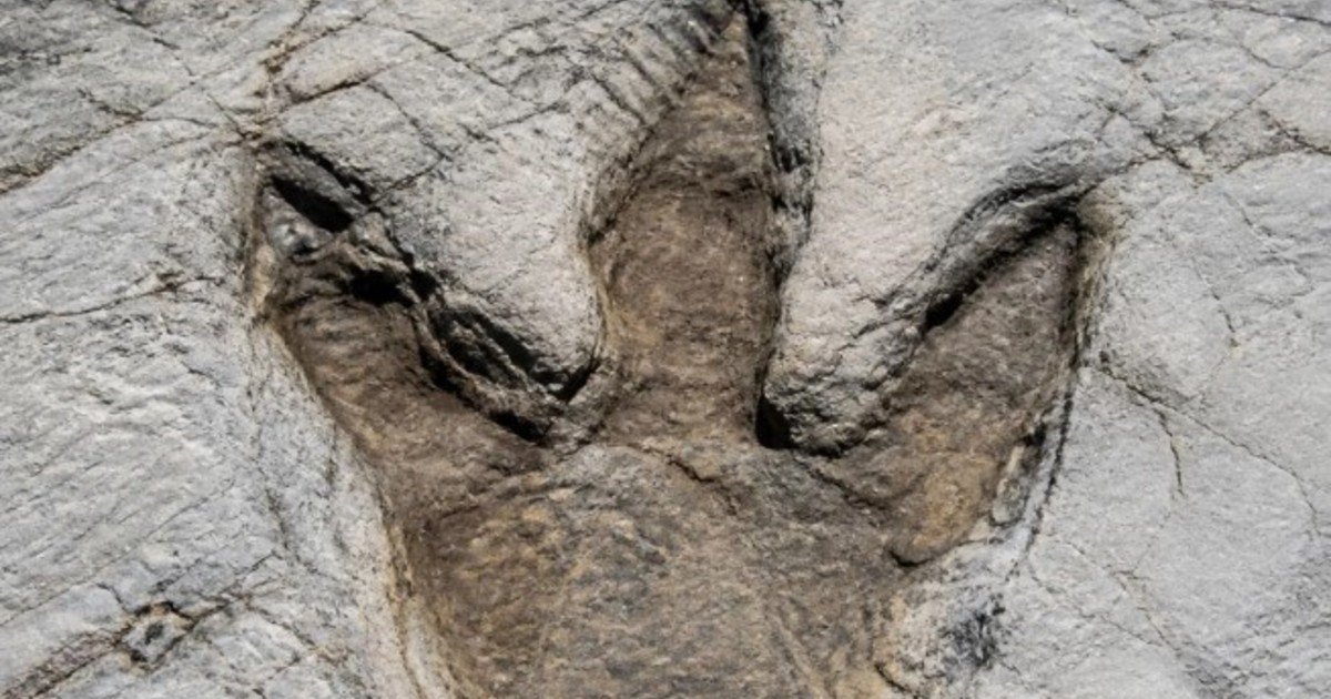 Descubrieron las primeras huellas de una caminata de un Tyrannosaurus Rex adulto