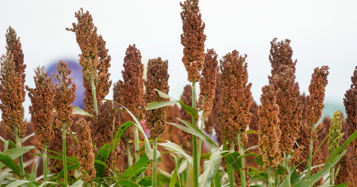 "Gran oportunidad": la caída de la oferta mundial y la demanda china impulsan al sorgo argentino