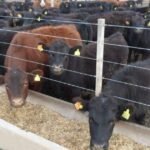 Los animales argentinos consumen 35,1 millones de toneladas de alimentos, pero podrían ser cinco veces más
