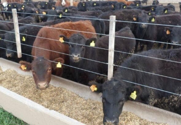 Los animales argentinos consumen 35,1 millones de toneladas de alimentos, pero podrían ser cinco veces más