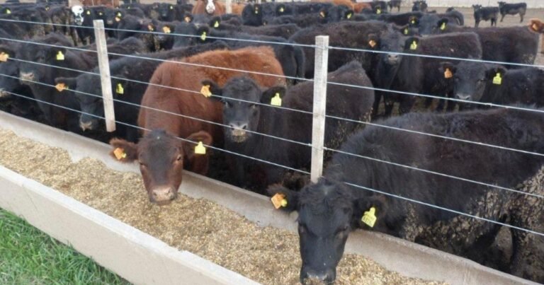 Los animales argentinos consumen 35,1 millones de toneladas de alimentos, pero podrían ser cinco veces más