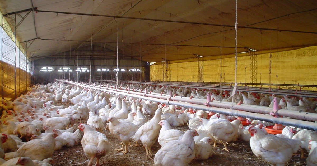 La carne aviar es de lejos el mayor consumo mundial