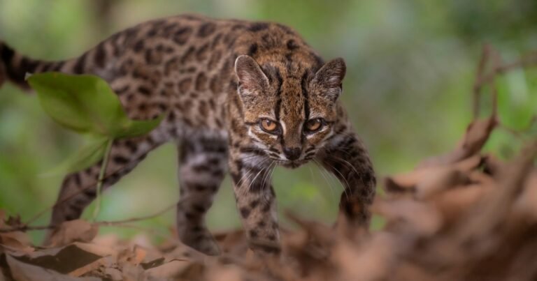 El Tilcayo, el gato silvestre recién descubierto, está siendo acosado por turistas