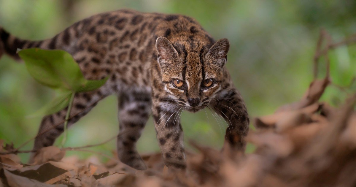 El Tilcayo, el gato silvestre recién descubierto, está siendo acosado por turistas