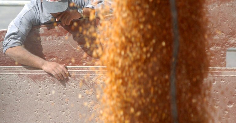 El maíz argentino encontró una nueva meca en el norte de África: las exportaciones saltaron 42% en lo que va del año