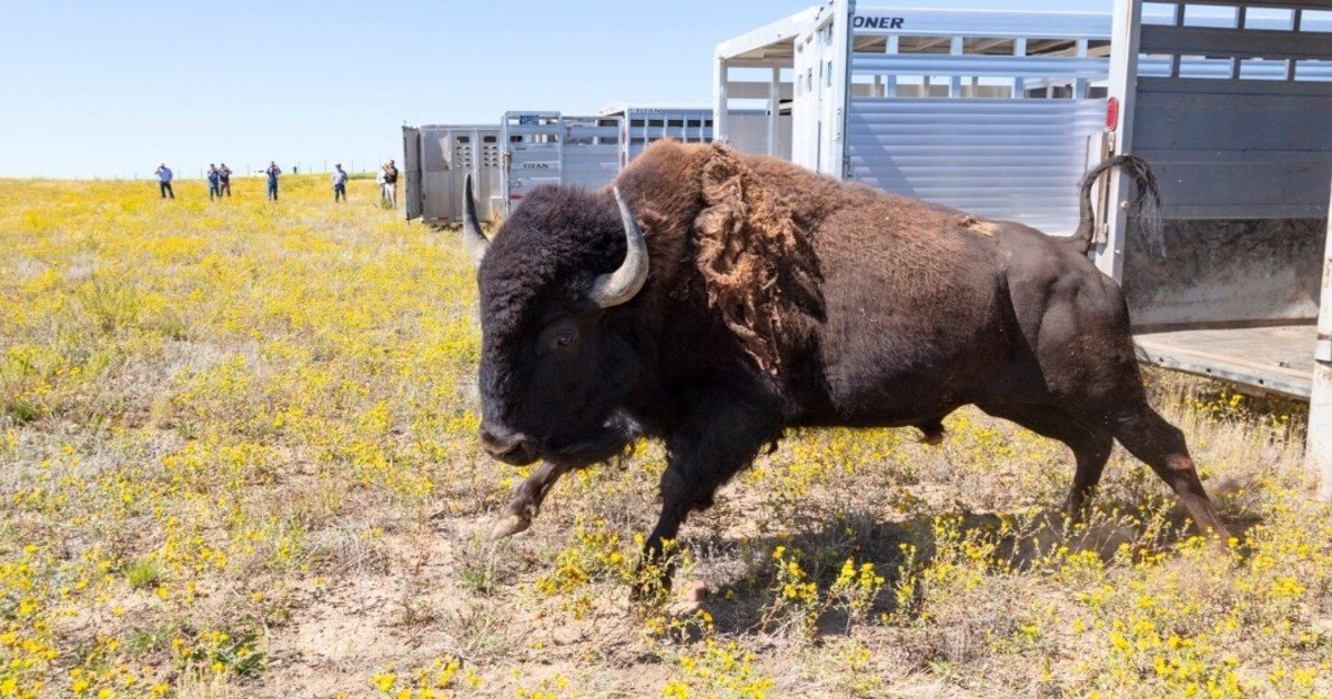 En 1987, las tribus de Fort Peck devolvieron más de 100 bisontes a 5800 acres; décadas después dejaron de cazar su propia manada para restaurar el propósito cultural original