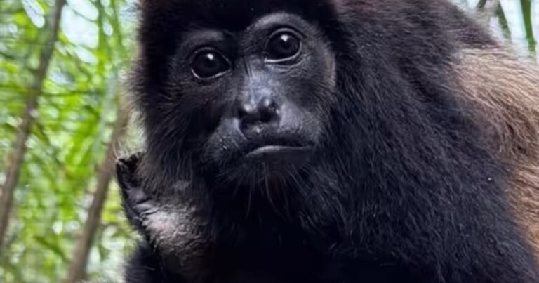 La historia de la mona Carmen, víctima de una descarga eléctrica: perdió una extremidad y sufrió múltiples problemas de salud, pero logró regresar a la naturaleza tras una larga rehabilitación
