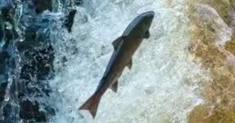 Maine eliminó una barrera fluvial de 60 años de antigüedad por donde solo regresan unos 25 salmones atlánticos adultos salvajes cada año; un nuevo paso para peces de aspecto natural busca reabrir las rutas migratorias