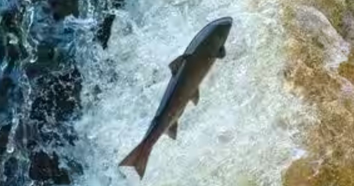Maine eliminó una barrera fluvial de 60 años de antigüedad por donde solo regresan unos 25 salmones atlánticos adultos salvajes cada año; un nuevo paso para peces de aspecto natural busca reabrir las rutas migratorias