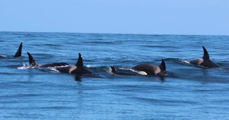 Revelan nuevos detalles del ataque a Toñi, la orca más longeva del Estrecho de Gibraltar
