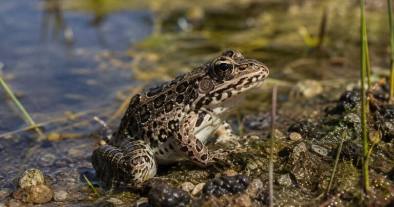 Una pareja de Mississippi pasó más de 20 años reconstruyendo el bosque en su propiedad, y este verano llegaron equipos de protección de la vida silvestre con casi 500 de las ranas más raras de Estados Unidos para liberarlas en sus estanques