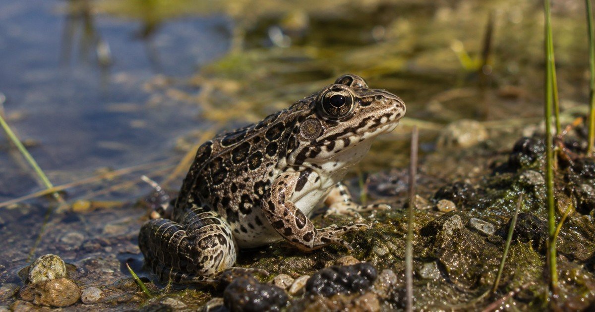 Una pareja de Mississippi pasó más de 20 años reconstruyendo el bosque en su propiedad, y este verano llegaron equipos de protección de la vida silvestre con casi 500 de las ranas más raras de Estados Unidos para liberarlas en sus estanques