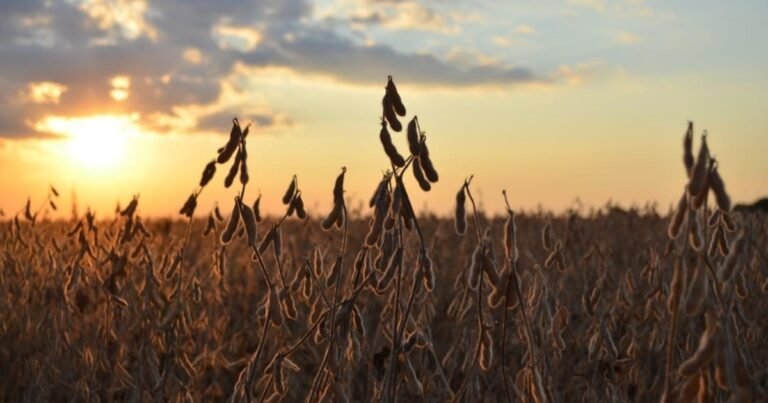 La soja dio vuelta el mercado: el dato del USDA que no alcanzó para sostener la suba