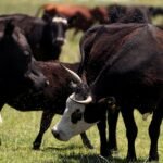 Confirmado por el gobierno de Texas | La amenaza del gusano barrenador reaviva los viejos temores de los ganaderos al sur de Texas