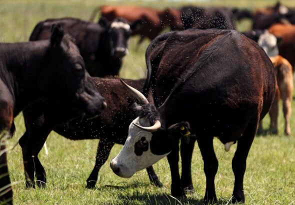 Confirmado por el gobierno de Texas | La amenaza del gusano barrenador reaviva los viejos temores de los ganaderos al sur de Texas
