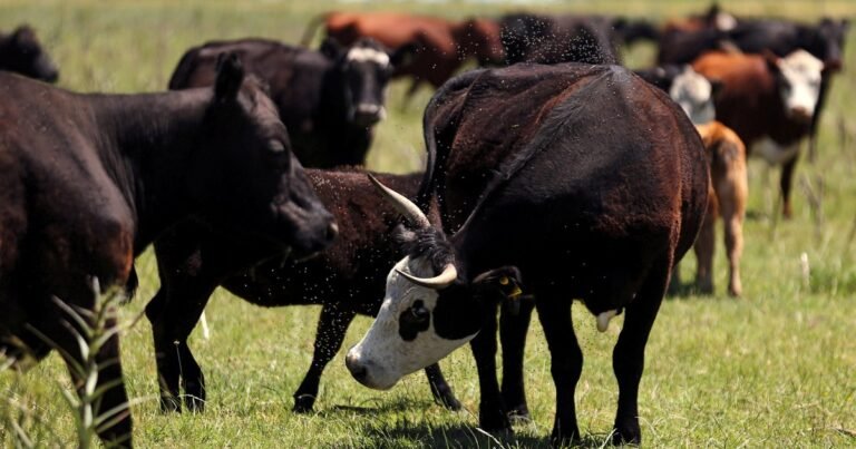 Confirmado por el gobierno de Texas | La amenaza del gusano barrenador reaviva los viejos temores de los ganaderos al sur de Texas