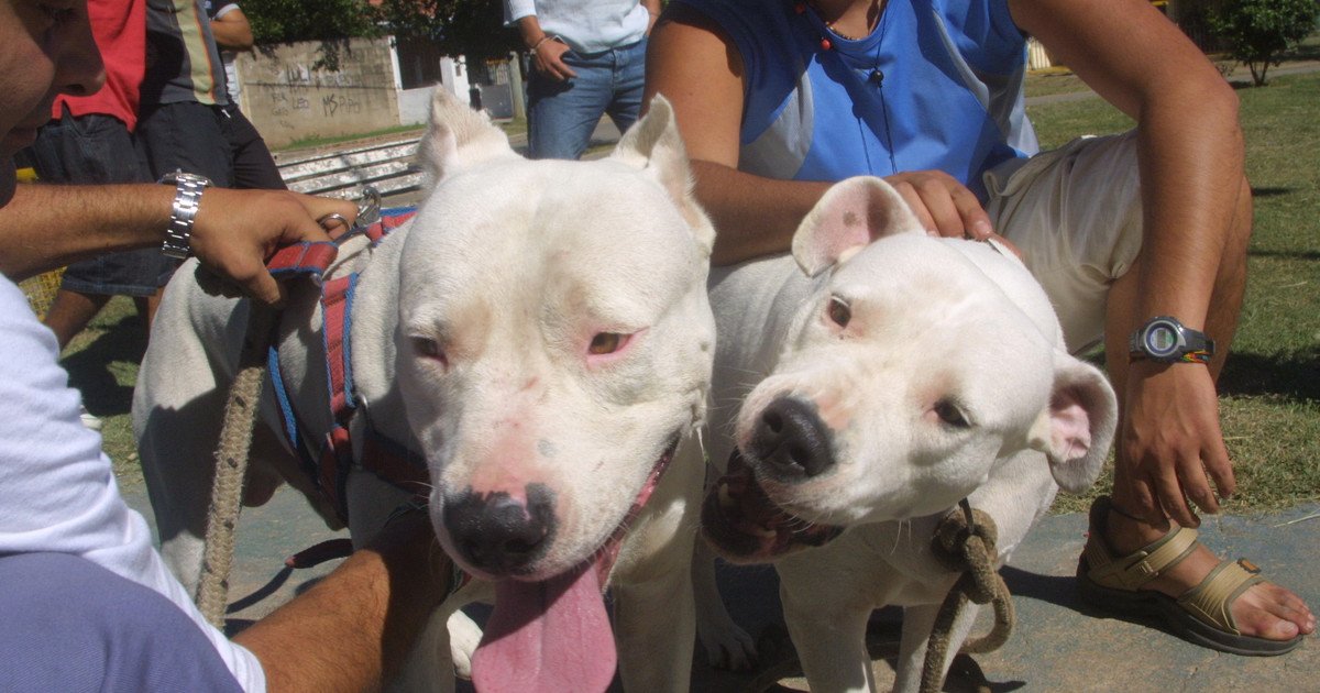 Otra nena víctima del ataque de un perro: el animal de su familia la mordió en su casa y quedó internada con pronóstico reservado