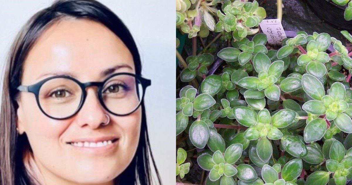 Maru Latournerie, florista española, sobre las mejores plantas para la cocina: "La peperomia y el aglaonema son ideales, ya que se adaptan bien a las variaciones de temperatura habituales"