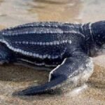La arena extraída del fondo marino por una draga de tolva de 15.150 yardas cúbicas está reconstruyendo las playas del Golfo, y su temperatura determina si los nidos de tortugas que se depositan en ella serán machos o hembras