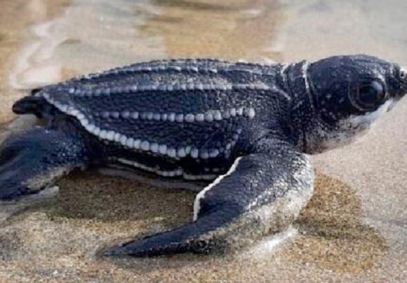La arena extraída del fondo marino por una draga de tolva de 15.150 yardas cúbicas está reconstruyendo las playas del Golfo, y su temperatura determina si los nidos de tortugas que se depositan en ella serán machos o hembras