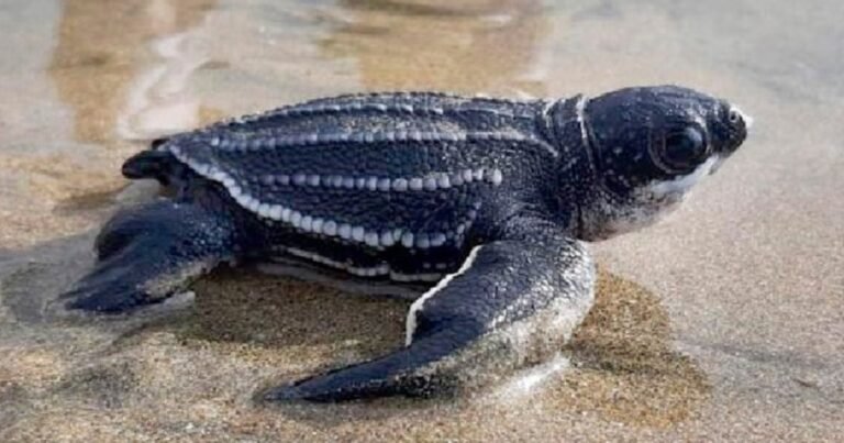 La arena extraída del fondo marino por una draga de tolva de 15.150 yardas cúbicas está reconstruyendo las playas del Golfo, y su temperatura determina si los nidos de tortugas que se depositan en ella serán machos o hembras