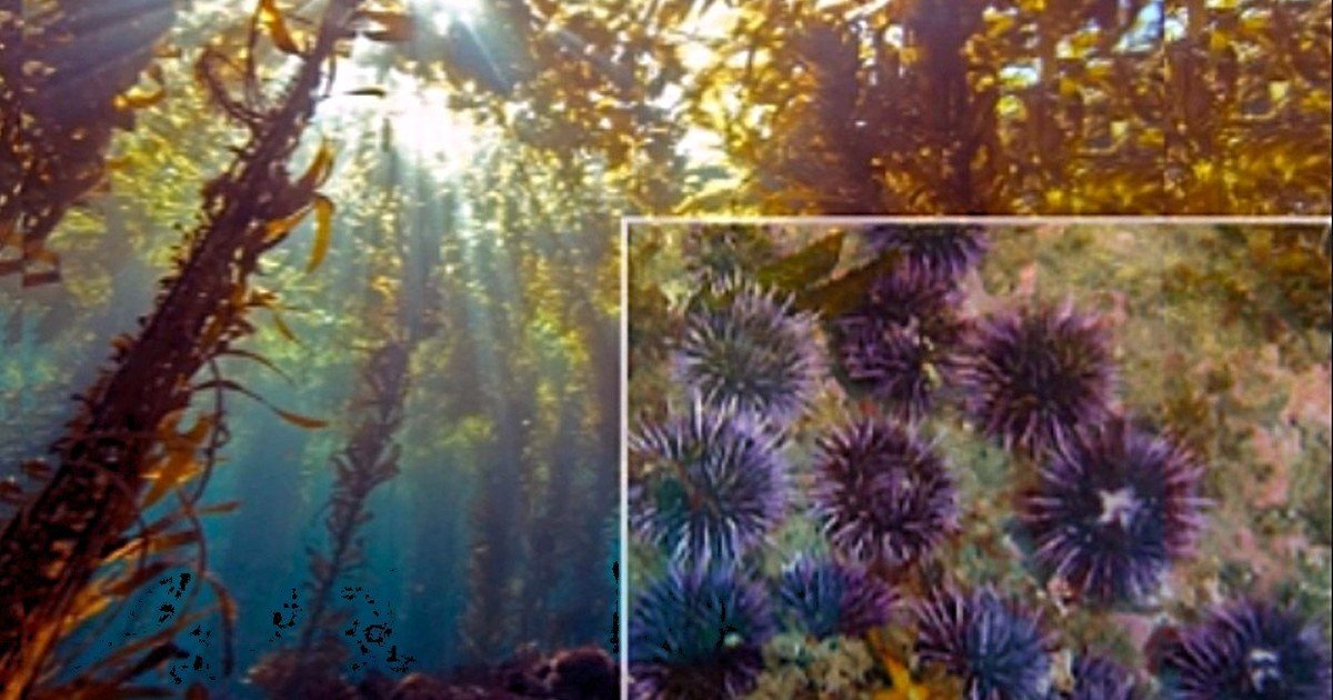 En 2013 comenzaron a eliminar millones de erizos de mar morados de los arrecifes estériles; siete años después, se habían recuperado más de 55 acres de bosque de algas marinas