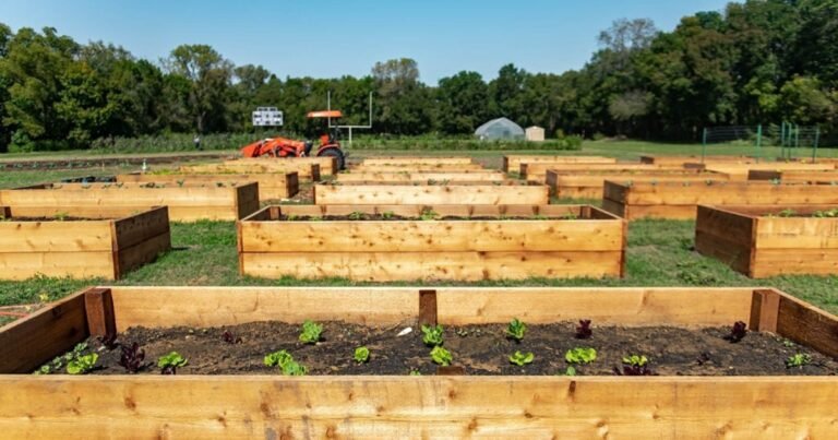 En 2014, un barrio era conocido como un "desierto alimentario"; pero un hombre convirtió un campo de fútbol universitario en una granja que generó 30.000 libras de productos agrícolas