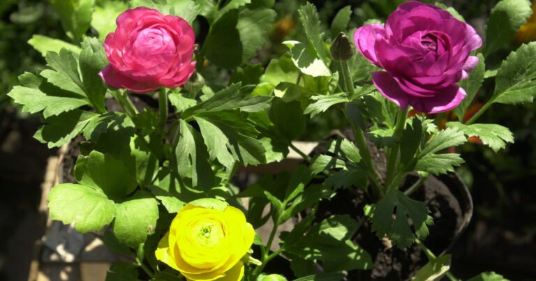 Las 7 flores más elegidas para la primavera: cómo plantarlas en el jardín o balcón