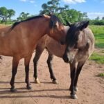 Encefalomielitis equina: el Senasa refuerza la prevención ante el aumento de los mosquitos