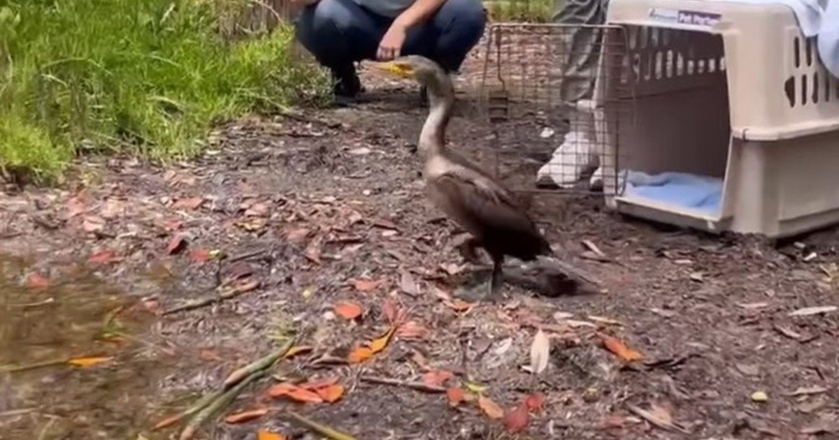Un cormorán que estaba débil y no podía mantenerse en pie logró volver recuperado a su hábitat natural gracias a  una organización: "¡Se encontraba listo para ser liberado tras poco más de una semana bajo nuestro cuidado!"