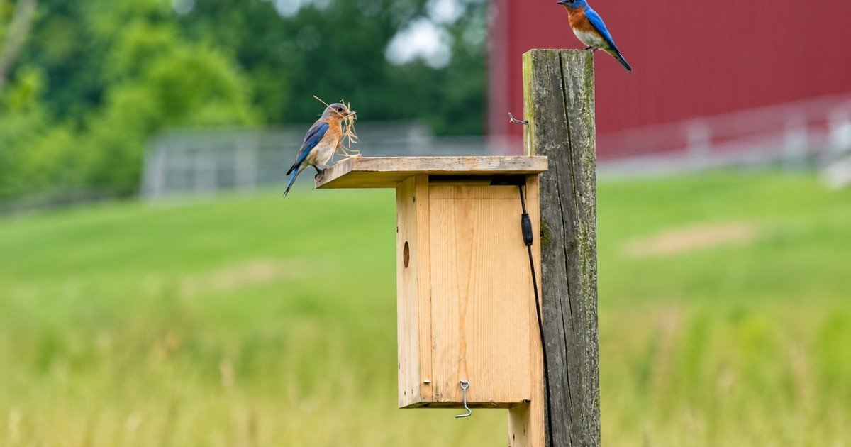 Un adolescente de Texas comenzó a construir casitas para pájaros después de perder a su mascota, una cacatúa; 5 años después, ha construido 750 refugios y ha inspirado un movimiento de conservación en 20 estados