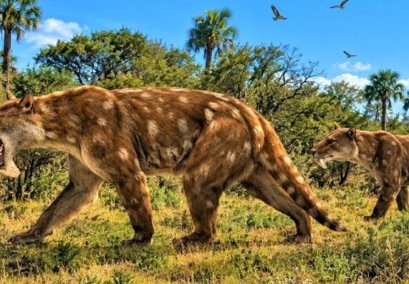 Descubrimiento histórico en Miramar: hallan una nueva especie fósil de un marsupial "dientes de sable" de hace 2 millones de años