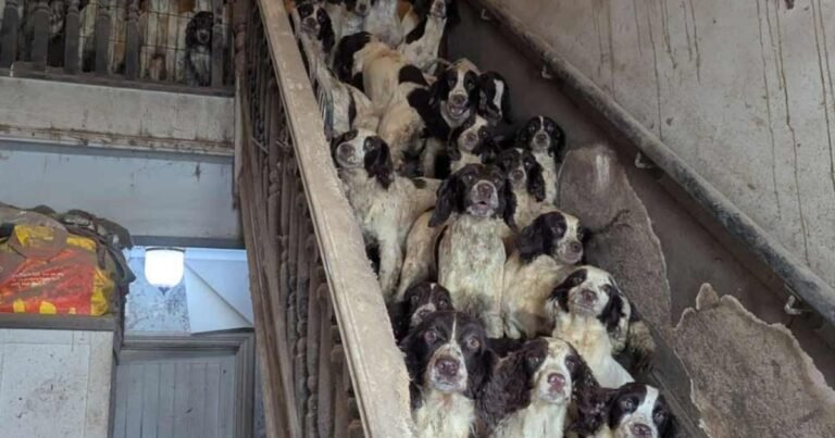 Una familia fue condenada por maltrato animal tras tener más de 80 animales hacinados y en condiciones deplorables