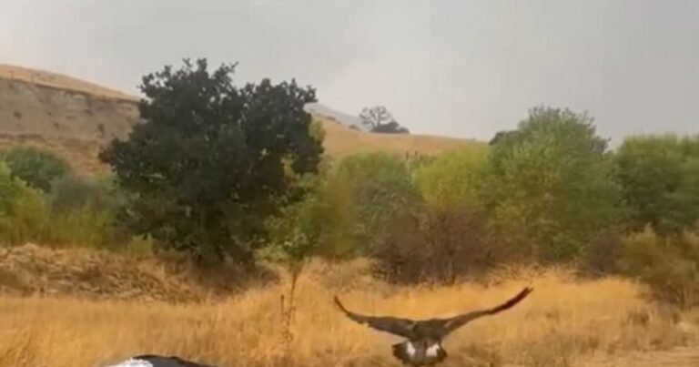 Un águila rescatada regresó a su hábitat natural luego de recuperarse de problemas de salud: "Tras 72 días de tratamiento y rehabilitación, superó sus evaluaciones finales y recibió el visto bueno para su liberación"