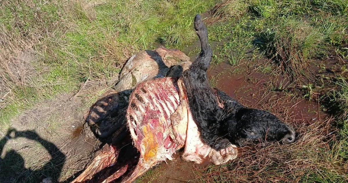 “Todo es poco para la Justicia”: un productor denunció que le robaron 9 vacas por $20 millones y lamentó que “nadie pague” las consecuencias por los delitos