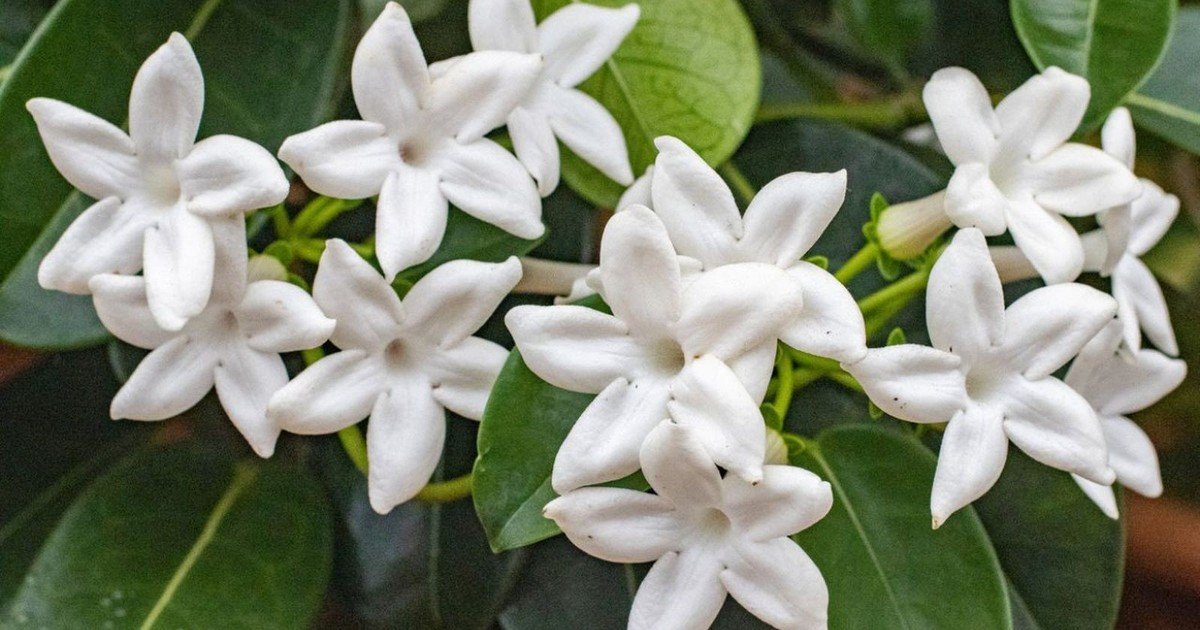 Por qué regalar un jazmín en octubre: el significado especial de esta planta y sus beneficios