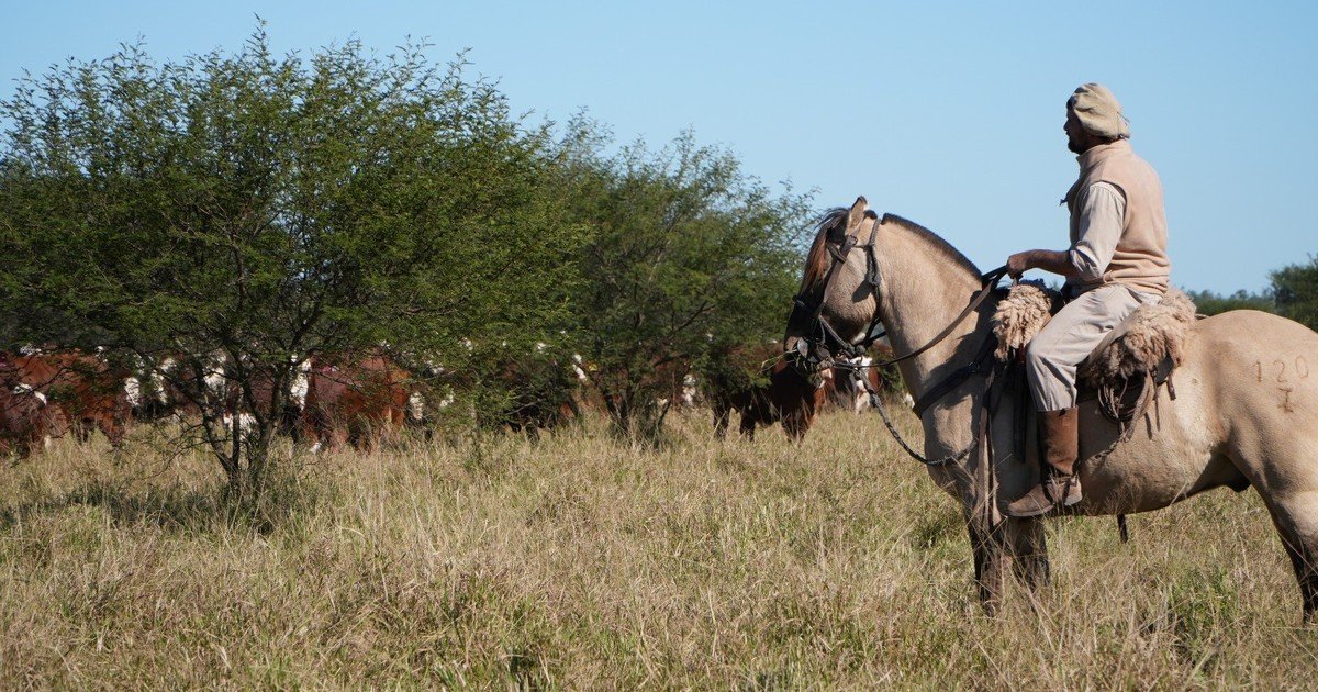 Una de las principales empresas agropecuarias del norte del país desembolsó casi US$ 23 millones por un nuevo campo y sigue expandiendo su negocio de carne premium