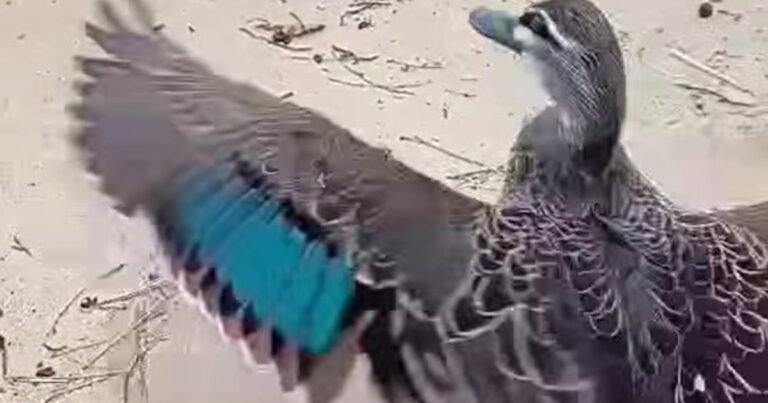 Un pato rehabilitado regresó a la naturaleza tiempo después de haber sido hallado con un anzuelo incrustado en el cuello
