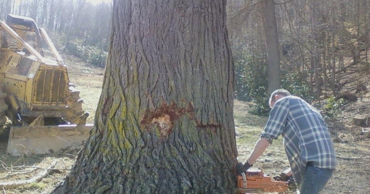En 2015, un vecino de Kansas que construía una cerca divisoria taló 133 árboles, algunos a una distancia de hasta 70 pies dentro del terreno colindante; 11 años después, un tribunal de apelaciones confirmó la indemnización de 6.500 dólares otorgada al propietario