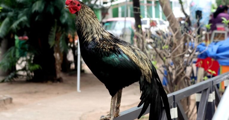 Martín, el gallo que vive hace 8 años en la puerta del hospital donde murió su dueño