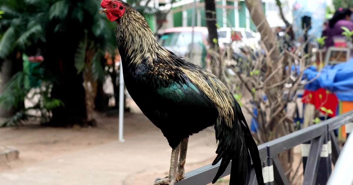 Martín, el gallo que vive hace 8 años en la puerta del hospital donde murió su dueño