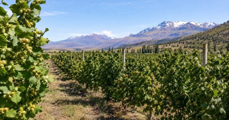 Llegaron a la Patagonia para trabajar la tierra y terminaron cultivando el fruto seco más buscado por los chocolateros