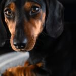 Kristin Cihos-Williams, criadora de perros salchichas por más de 30 años: “Los 'dachshunds' no son perritos falderos adorables, y les va mejor cuando tienen una tarea que les da un propósito”