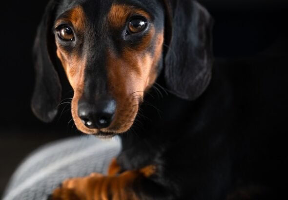 Kristin Cihos-Williams, criadora de perros salchichas por más de 30 años: “Los 'dachshunds' no son perritos falderos adorables, y les va mejor cuando tienen una tarea que les da un propósito”
