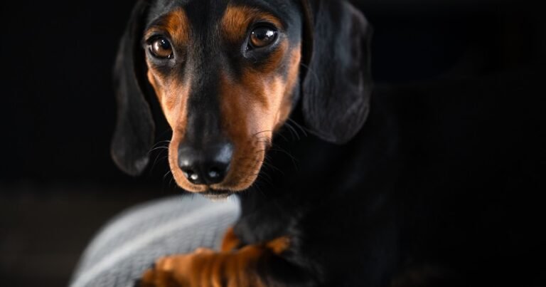 Kristin Cihos-Williams, criadora de perros salchichas por más de 30 años: “Los 'dachshunds' no son perritos falderos adorables, y les va mejor cuando tienen una tarea que les da un propósito”
