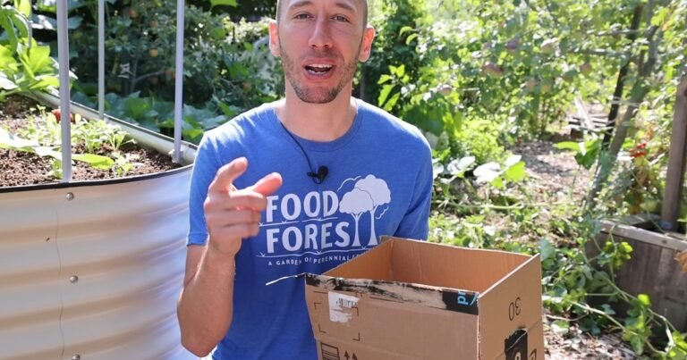 Un hombre de Nueva Jersey plantó papas en cajas de Amazon para crear su propio huerto y se sorprendió con el resultado
