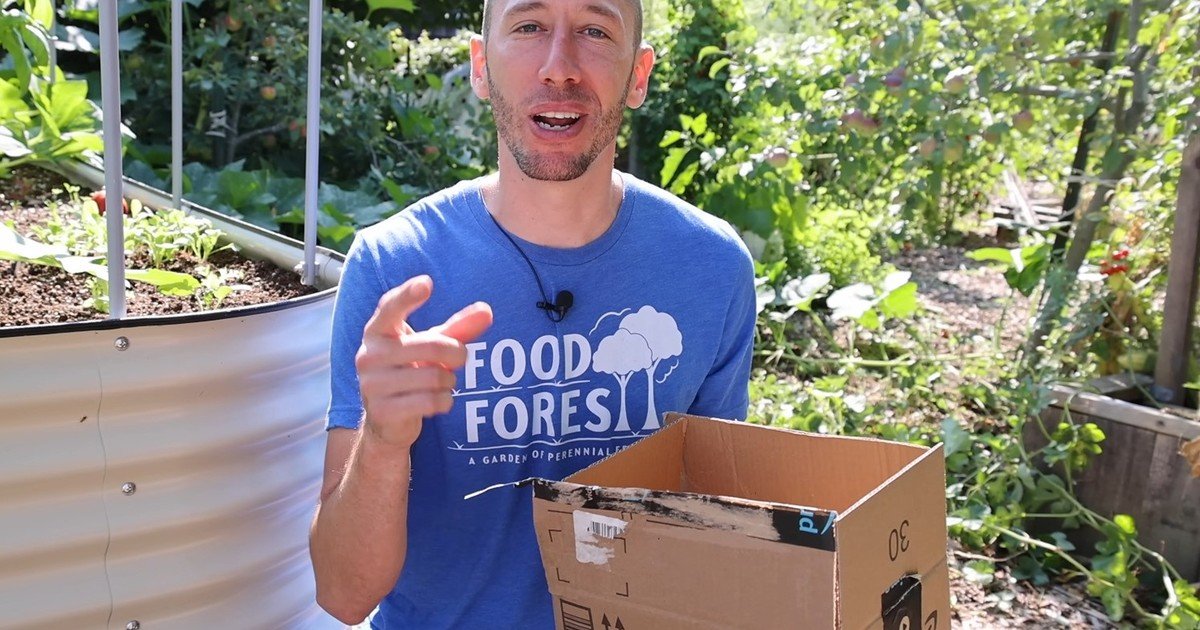 Un hombre de Nueva Jersey plantó papas en cajas de Amazon para crear su propio huerto y se sorprendió con el resultado