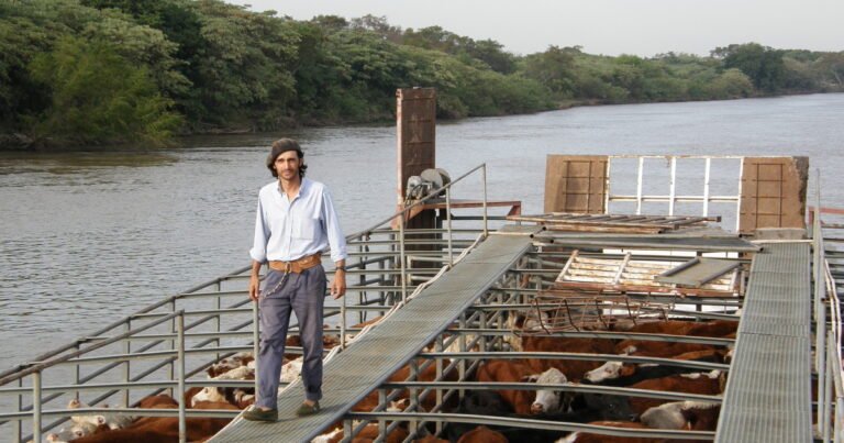 Crecida del Paraná: retirar la hacienda a tiempo puede ahorrar 9 millones de pesos