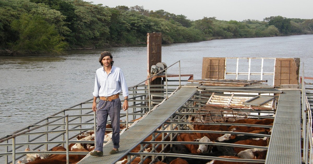 Crecida del Paraná: retirar la hacienda a tiempo puede ahorrar 9 millones de pesos